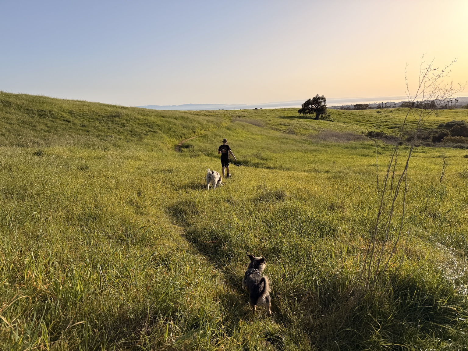 Dogs exploring a trail at golden hour