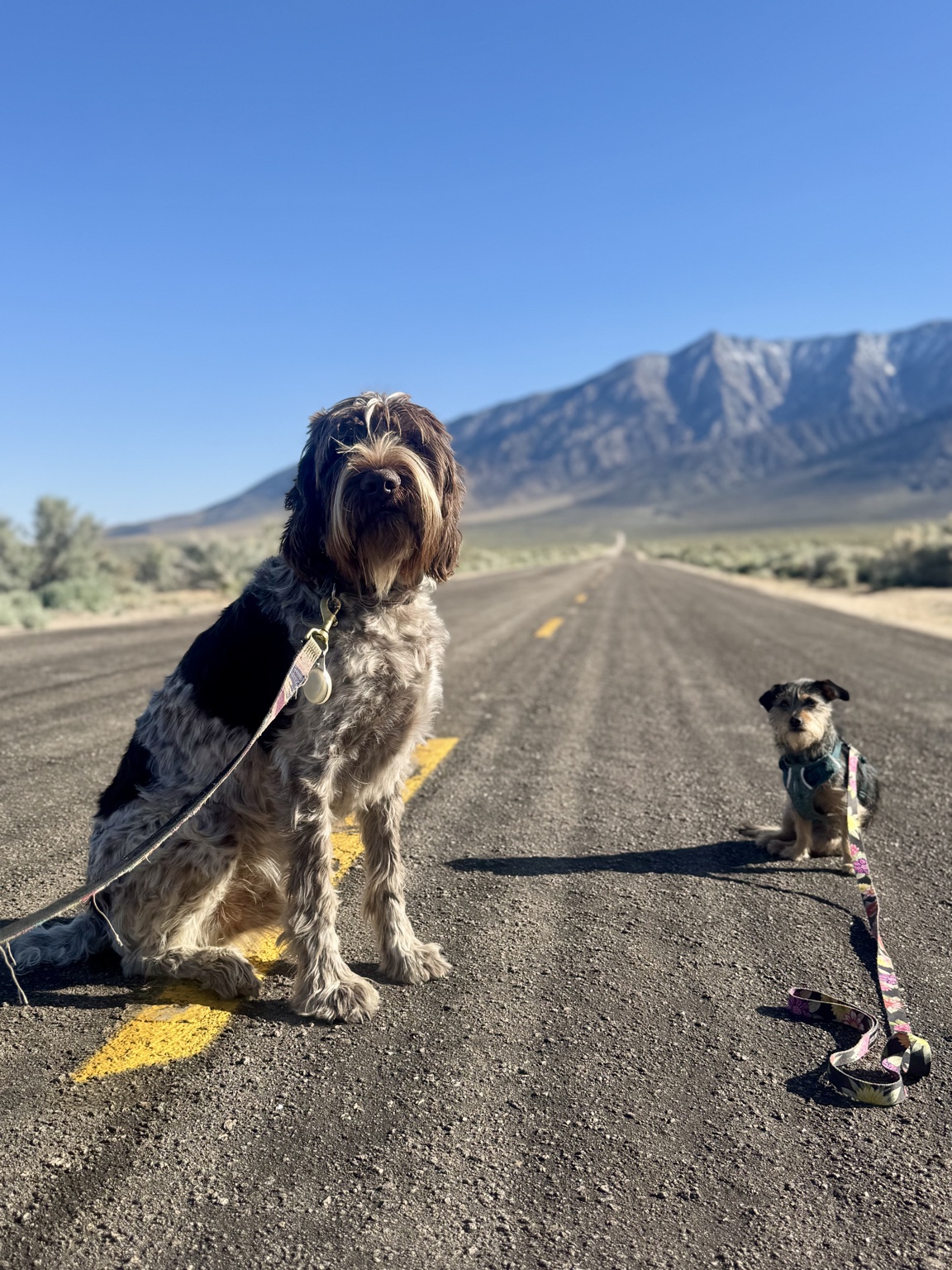 Two dogs on an open road with mountains behind them